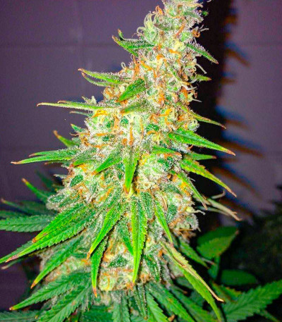 Семена сорта конопли Snow White Amsterdam