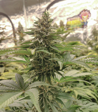 Семена сорта Sugar Bomb Punch fem (Dutch Passion)