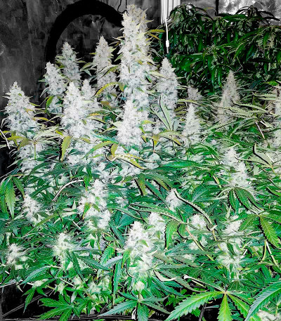 Семена сорта White Widow Auto fem (Семяныч)