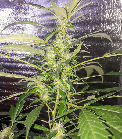 Семена сорта Critical Kush fem (Barney's Farm)