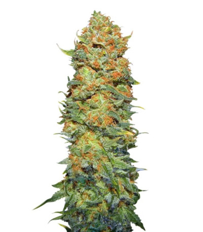 Семена сорта Pure Power Plant reg (Nirvana Seeds)