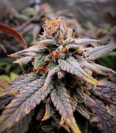 Семена сорта Blueberry Muffin fem (Humboldt Seed Company)