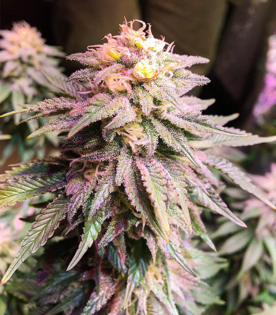 Семена сорта Biggest Bud fem (Victory Seeds)