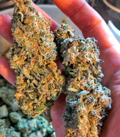 Семена сорта Miracle Alien Cookies fem (7CH American)