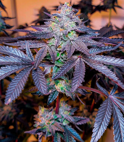 Семена сорта Permanent Marker Auto fem (7CH American)