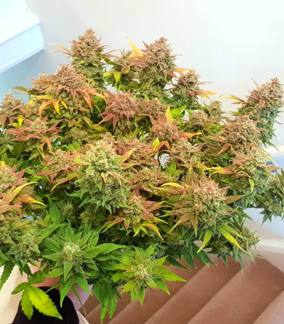 Семена сорта Purple Punch Auto fem (FastBuds)