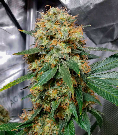 Семена сорта Zookies fem (7CH American)