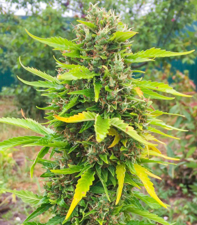 Семена сорта Gelato Auto fem (Семяныч)