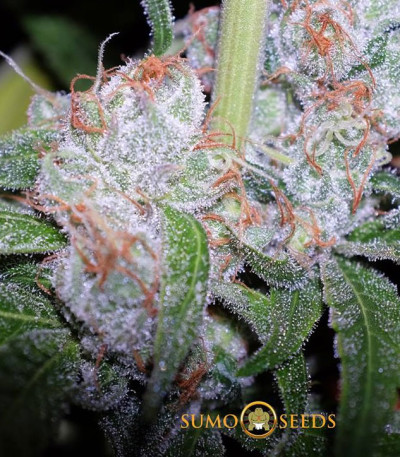 Семена сорта CBD Cherry Kush fem (Sumo Seeds)