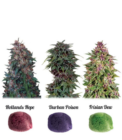 Микс семян каннабиса Colour Mix 2 