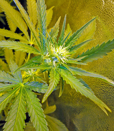 Семена сорта Industrial Plant fem