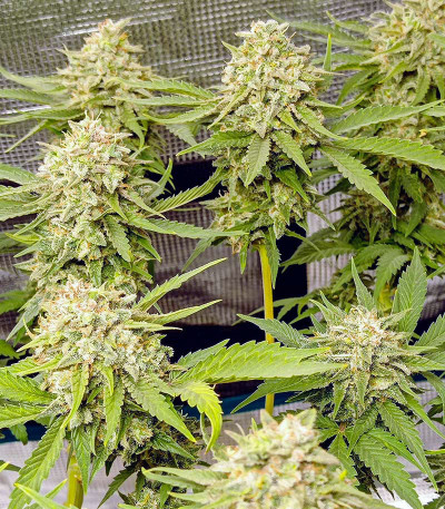 Семена сорта Satori fem (Mandala Seeds)