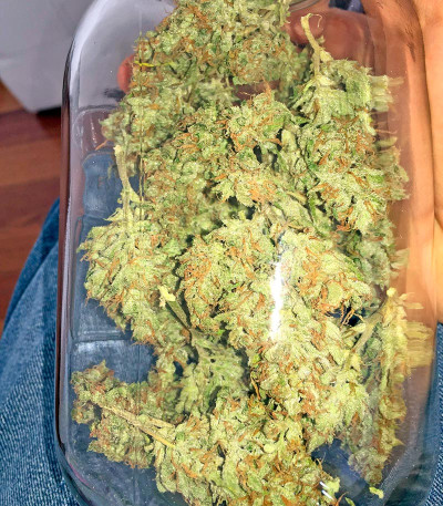 Семена сорта Swiss Cheese Automatic fem