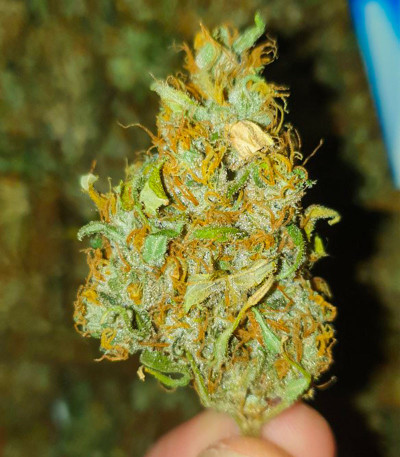 Семена сорта Dos-Vi-Dos fem (Семяныч)