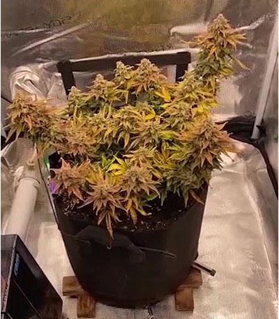 Семена сорта CBD Auto 20:1 fem (FastBuds)