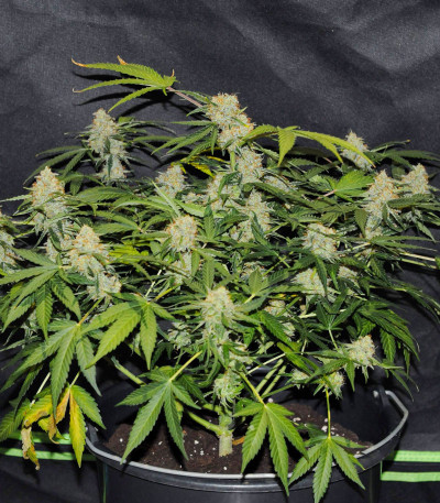 Семена сорта Auto Anubis fem (Pyramid Seeds)