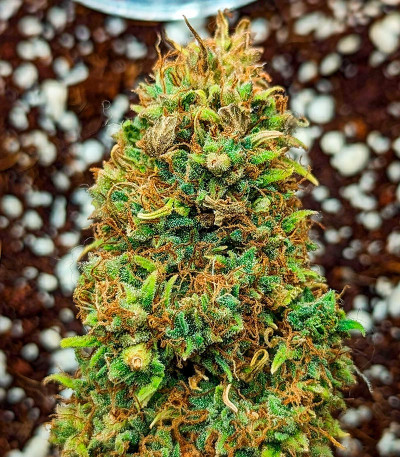 Семена сорта Grape Kong Auto fem от Семяныча