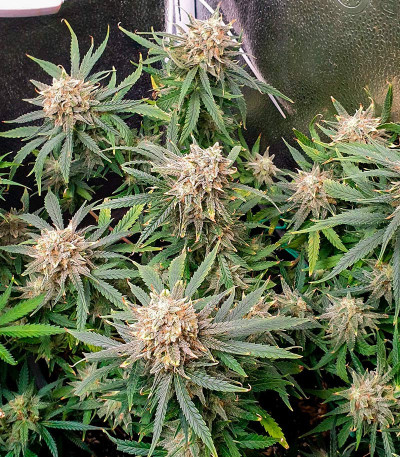 Семена сорта Sexy Cinderella Auto fem (Семяныч)