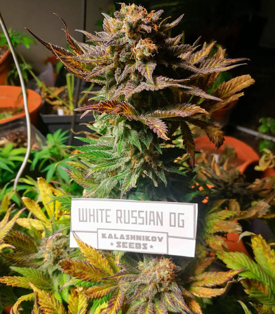 Семена сорта White Russian OG fem (Kalashnikov Seeds)