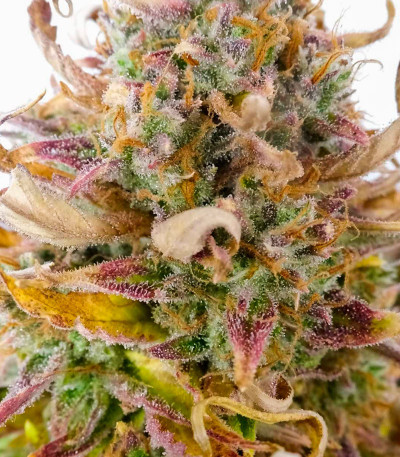 Семена сорта Apple Strudel Auto fem (FastBuds)