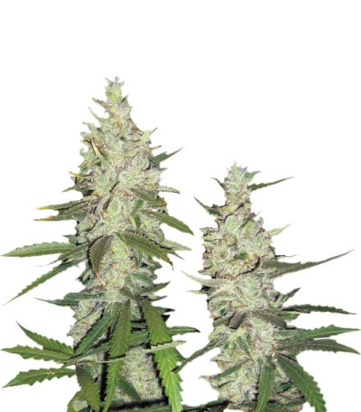 Семена Outlaw шишки