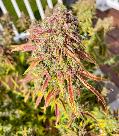 Семена сорта Auto Mimosa Punch fem (Advanced Seeds)