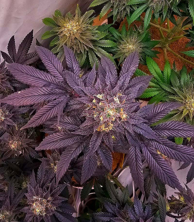 Семена сорта Black Cherry Gushers fem от Barney's Farm