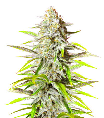 Семена сорта Bruce Banner #3 Auto fem (Herbies Seeds)