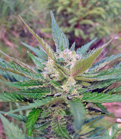 Семена сорта Sweet Cheese Auto fem (Sweet Seeds)