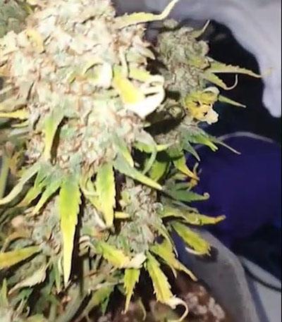 Семена сорта Original Jack Herer Auto fem (FastBuds)