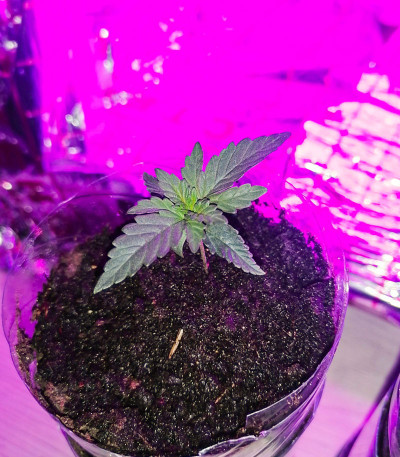 Семена сорта White Widow fem (Семяныч)