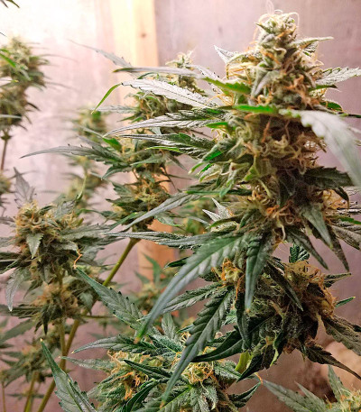 Семена сорта Auto Chocolate Skunk fem (00 Seeds)
