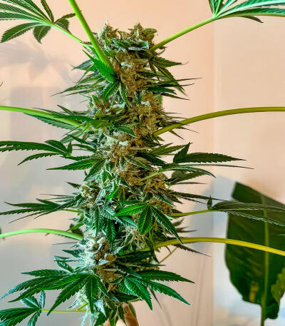Семена сорта Jealousy Kush fem (Seedkeepers)
