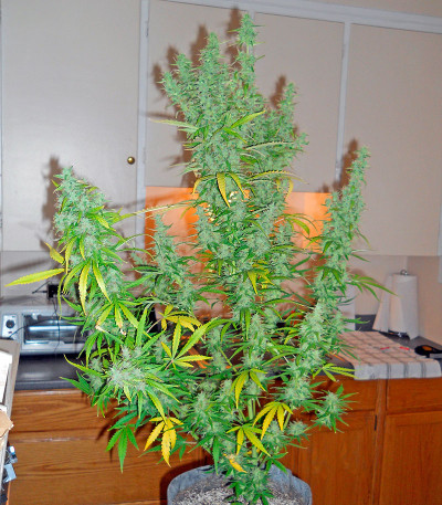 Семена сорта Colombian Gold Ryder Auto fem (Sweet Coffee Ryder auto)