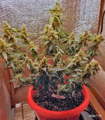 Семена сорта Gelato Auto fem (Семяныч)