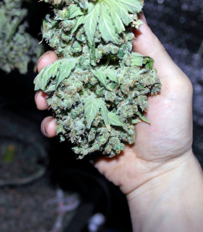 Семена сорта Critical Kush fem (Barney's Farm)