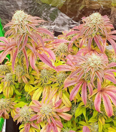 Семена сорта Jungle Breath fem (7CH American)