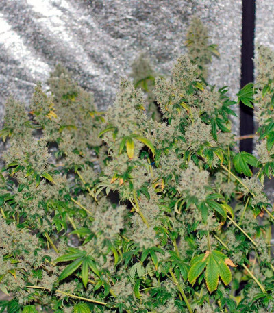 Семена сорта K-Train fem (Green House Seeds)