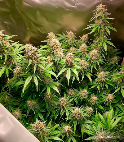 Семена сорта Bruce Banner Auto fem (Семяныч)