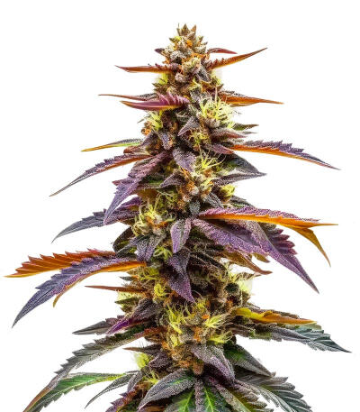 Семена сорта RudeBoi OG F1 fem (Seedkeepers)
