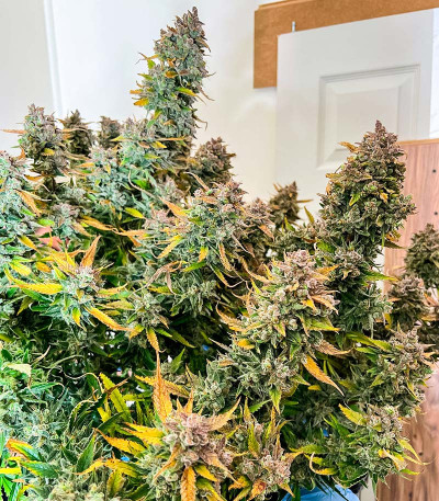 Семена сорта Auto Fire DOG fem (Advanced Seeds)