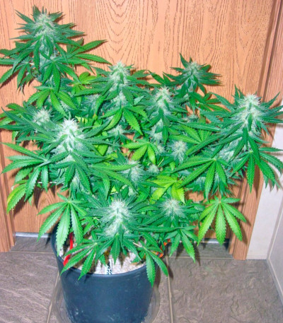 Семена сорта Grape Ape fem (Barney's Farm)