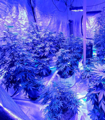 Семена сорта Kripple Shock fem (Dr. Krippling Seeds)