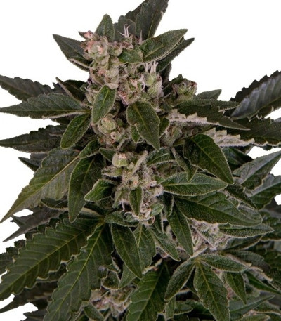 Семена сорта Royal Critical Automatic fem (Royal Queen Seeds)