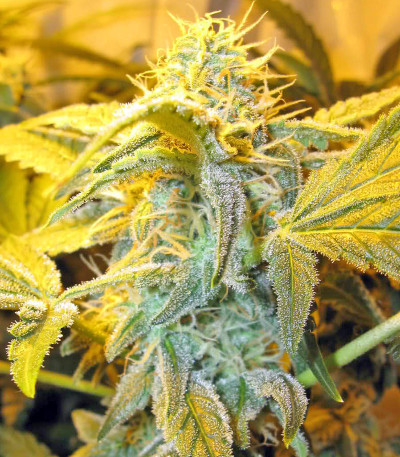 Семена сорта Thai Fantasy fem (Kannabia Seed Company)