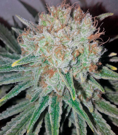 Семена сорта Raspberry Cough fem (Nirvana Seeds)