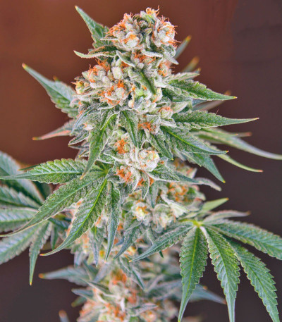 Семена сорта San Fernando Lemon Kush fem (Sweet Seeds)