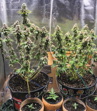 Семена сорта Golosa fem (Delicious Seeds)