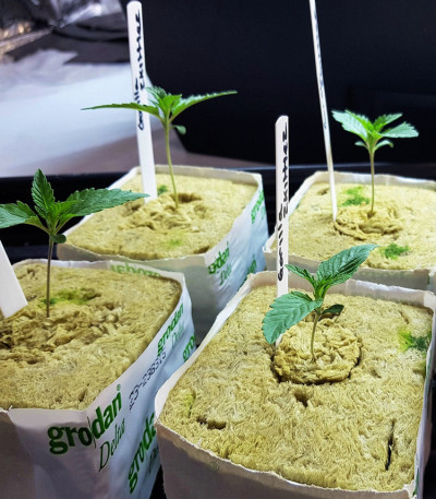 Семена сорта Gorilla Zkittlez fem (Barney's Farm)