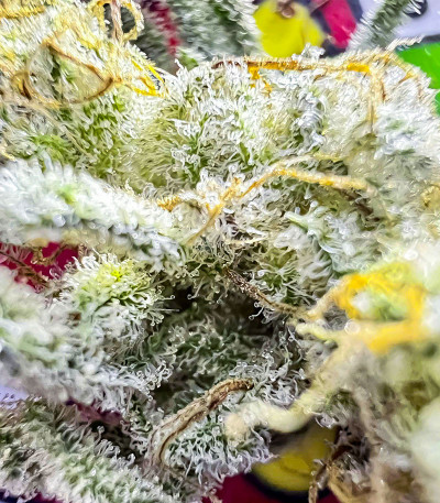 Семена сорта HulkBerry Automatic fem (RQS)